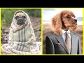 🤣🤣🤣 Funny Dogs Try Not To Laugh Or Grin Compilation 2020 🐶 Dog Videos 🐕 Funniest Animals