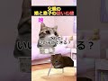 ㊗️100万再生!!【猫ミーム】父親の娘と息子反応の違い #猫ミーム #shorts #catmemes #猫マニ