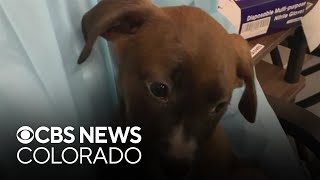 Englewood dog rescue closes after Colorado suspends license due to rabies protocols allegations