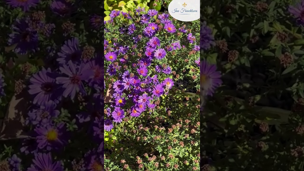 Bees & Butterflies playing in the Garden | Inn Frenchtown