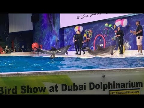 The Dolphin Show  at The Dubai Dolphinarium 2019