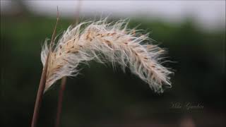(background video) bunga rumput ilalang.