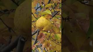 모과/ Chinese Quince/Chaenomeles sinensis