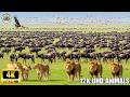 4K African Wildlife: Exploring the Heart of the Savanna | A Journey into the Wild