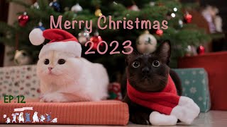 Merry Christmas 2023 | EP.12 พาแมว 4 ตัว ถ่ายรูปกับต้นคริสต์มาส