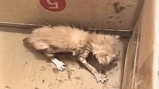 видео: Нашёл новорождённого котёнка на свалке,принёс домой и кормил молоком каждые 3 часа, пока он не вырос картинка: Нашёл новорождённого котёнка на свалке,принёс домой и кормил молоком каждые 3 часа, пока он не вырос