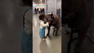Big Dog Meets a Tiny Human… Then This Happens 🐶👶❤️