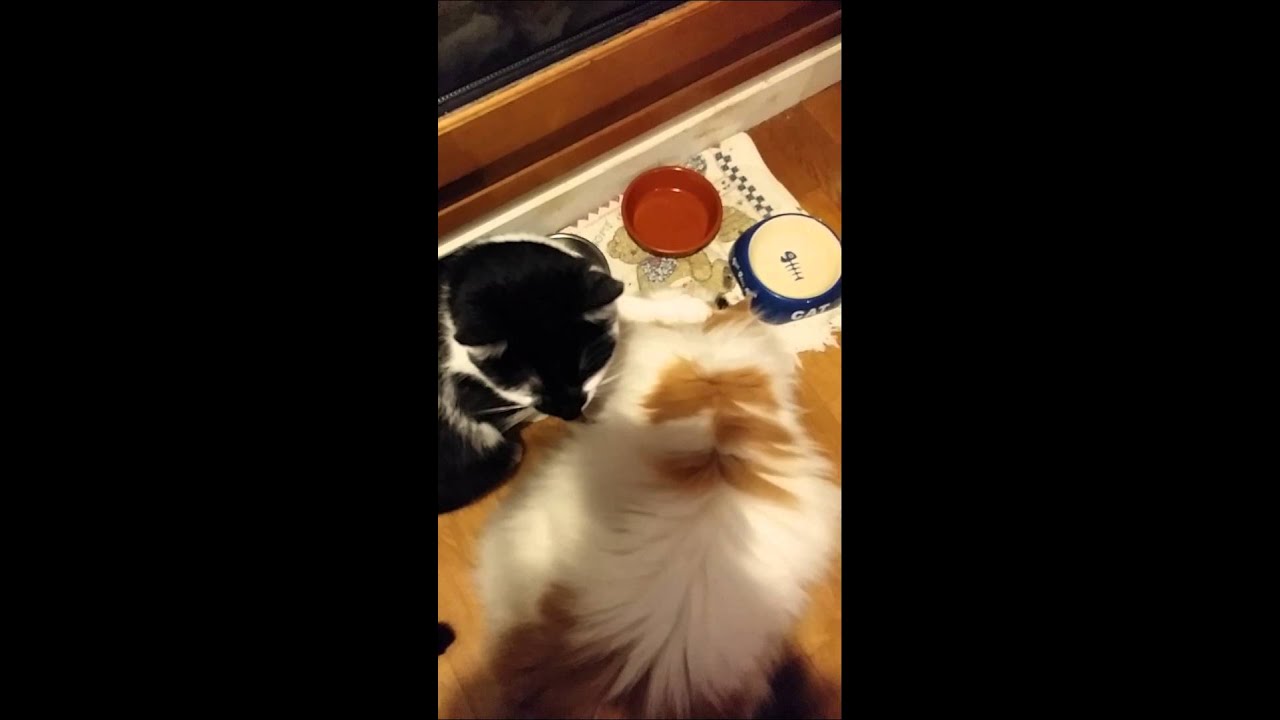 Chat qui écrase la tête d'un autre dans sa gamelle YouTube Chat qui écrase la tête d'un autre dans sa gamelle YouTube