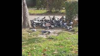 pigeon attack