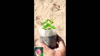 اسرار زراعة الجوافة من البذور لو عندك شجرة مميزة وتريد الاكثار منها Guava growing