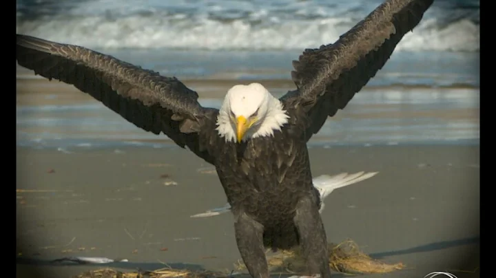 The wonderful World of Eagles in Super Slow Motion