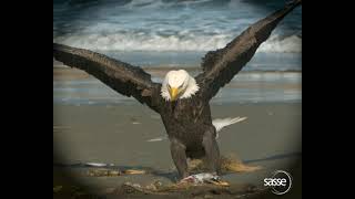 The wonderful World of Eagles in Super Slow Motion by SassePhoto 5,429 views 2 years ago 4 minutes, 28 seconds