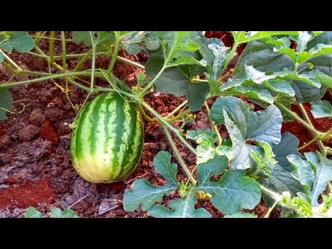 فيديو: زراعة البطيخ عموديًا: نصائح لتعريشة كرمات البطيخ والفاكهة