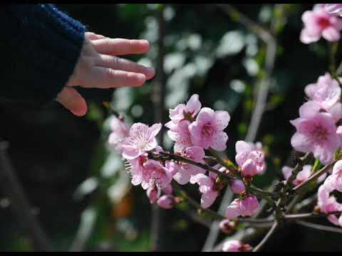 ვიდეო: ნუ დაგავიწყდებათ ამის გაკეთება გაზაფხულზე