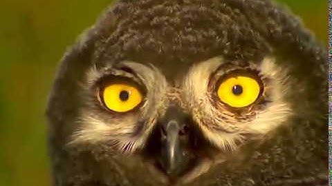 White Cliffs - Brace Yourself