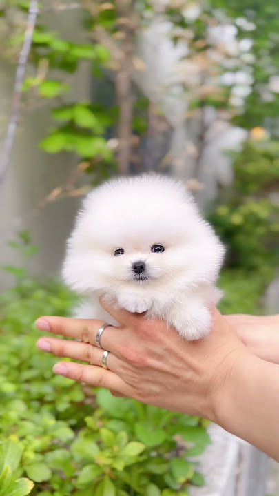 Perfect teacup Pomeranian #puppy #teacuppomeranian #pomeranian #pomeranianpuppy #pomeraniandog