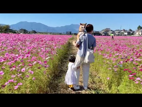 【三重旅】今年も家族で満開のコスモス畑を見に行くことができました