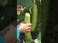 Loki Harvest #farming #agriculture #shorts #gourd #homegarden
