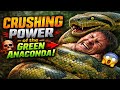 The Crushing Power of the Green Anaconda – World’s Strongest Snake? 😱