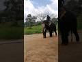 ප ඩ ල ඇත ප ට ය ග අල ක ර ගමන The Graceful Walk Of Pandula The Elephant