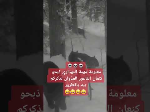 قبيلة المهداوي ذبحو كنعان الفاعور العذ وان نذكركم بيه عشان ما تنسو هههههه