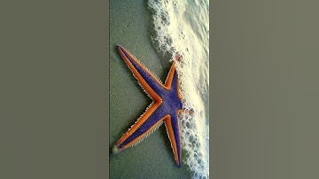 Strange information about starfish / #shorts