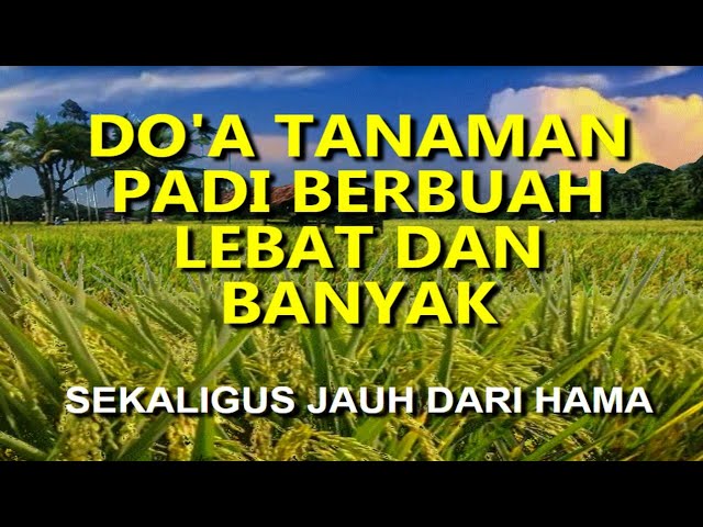 DO'A TANAMAN || PADI BERBUAH LEBAT DAN BANYAK class=