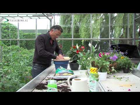 Video: Kalanchoe Blossfeld: foto, tuisversorging, medisinale eienskappe