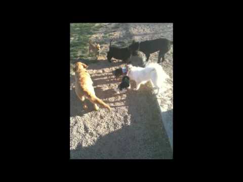 Betty's first dog park