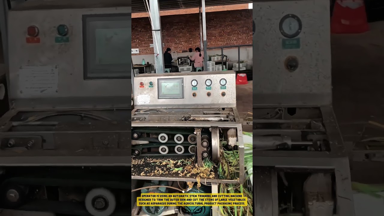 Automatic Stem Trimming and Cutting Machine for Vegetable Processing – Good Tools and Machinery
