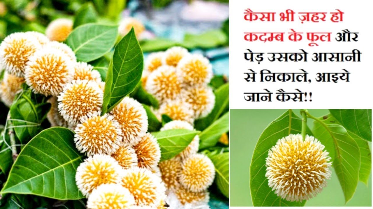 इस अदभुद वृक्ष और इसके फल,फूल के फ़ायदे जानकर दंग रह जायेंगे// Kadam