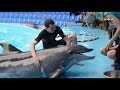Як дельфіни можуть допомогти демобілізованим бійцям