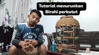 Cara menurunkan birahi perkutut