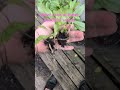 come look at my beautiful weeds. just wow 😂#Minecraft#memes#music#trending#ticktock#l#trending epic