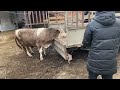 Продал быка симментальской породы прибыль от быка