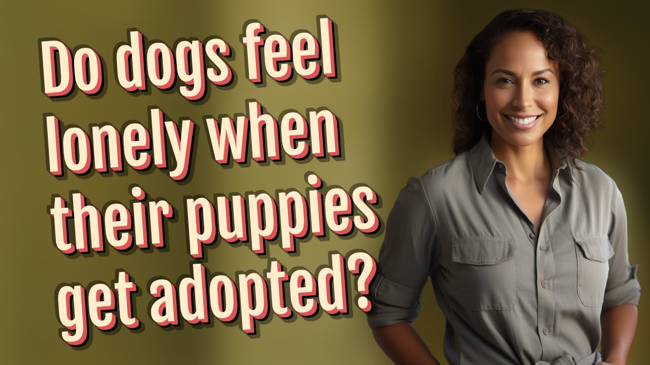 Do dogs feel lonely when their puppies get adopted?
