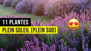 11 Plantes PLEIN SOLEIL (Résistance Extrême)