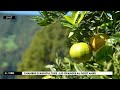 Pourquoi choisir des oranges importes dasie quand on a des agrumes pi de qualit 