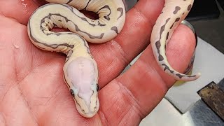 Candino and Scaleless Head Clutches Update!