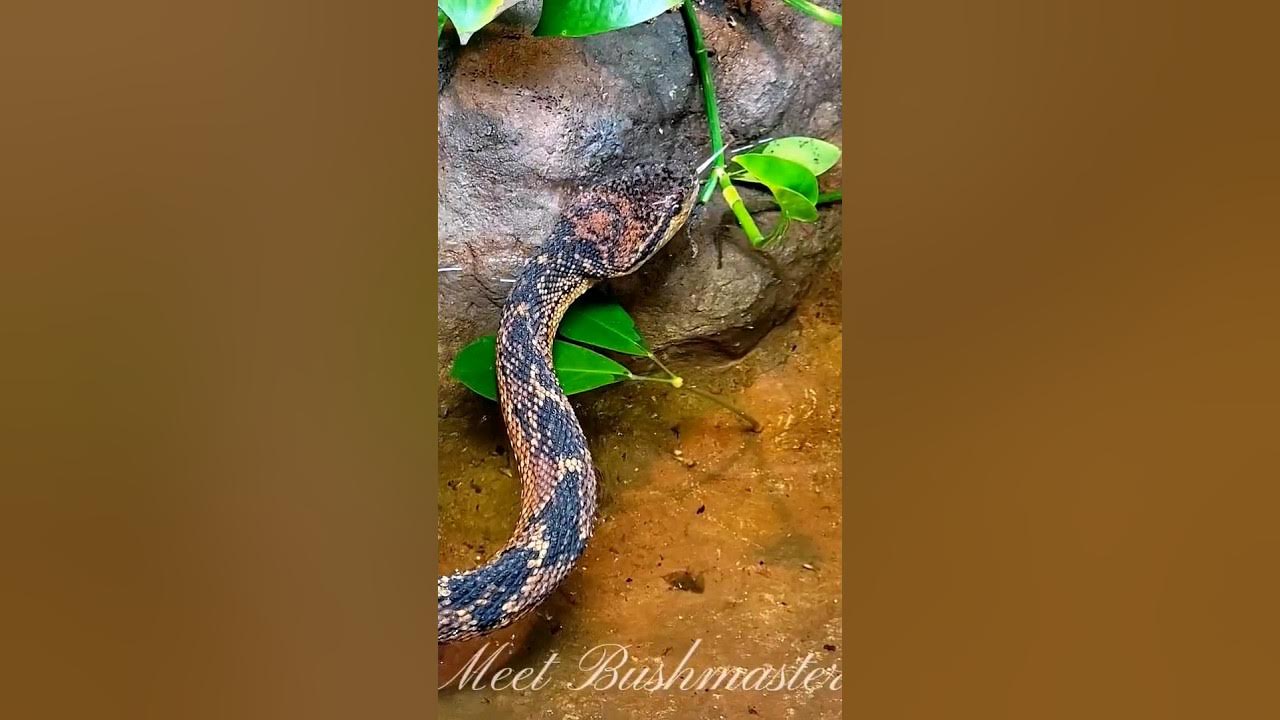 The Longest Viper In The World Bushmaster 20 Chance Of Survival If the-longest-viper-in-the-world-bushmaster-20-chance-of-survival-if