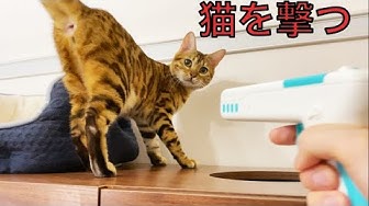 猫虐待 Youtube 猫虐待 Youtube