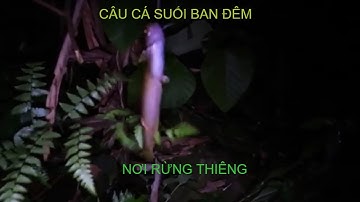 thử thách câu cá suối trong rừng thiêng ban đêm ,một nơi ẩn chứa nhiều bí ẩn -ẩm thực núi rừng