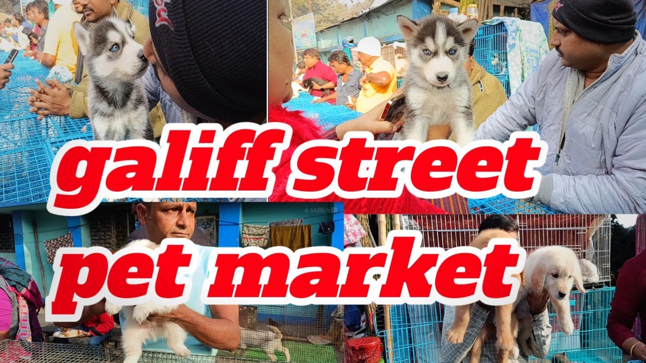 galiff-street-wholesale-dog-market-in-kolkata-pet-market-youtube