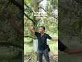 Petik Durian Brangsi Laren Lamongan
