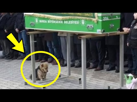 Video: Kan jag göra min hund mer tillgiven?