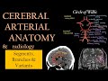 Arterial anatomy of brain segments branches and variants  neuroradiology