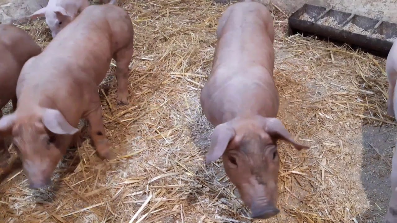 //Взвешивание Ладушкиных поросят//Мамка дворовая-папка Макстер//Мини ...