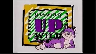 Kittens And Kaboodles