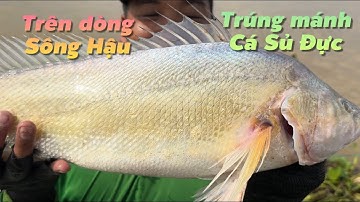 Trúng mánh cá Sủ Đực có giá trị trên dòng sông hậu quá đã | Cù Lao Dung Vlogs