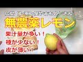 【無農薬レモン・レビュー】広島県 レモン屋やまもとさん・農薬不使用の国産レモン｜Pesticide Free Japanese Lemon -Review-